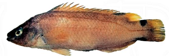 Acantholabrus palloni_0005